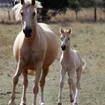 St.Pr.St. Golden Joy S in Australien